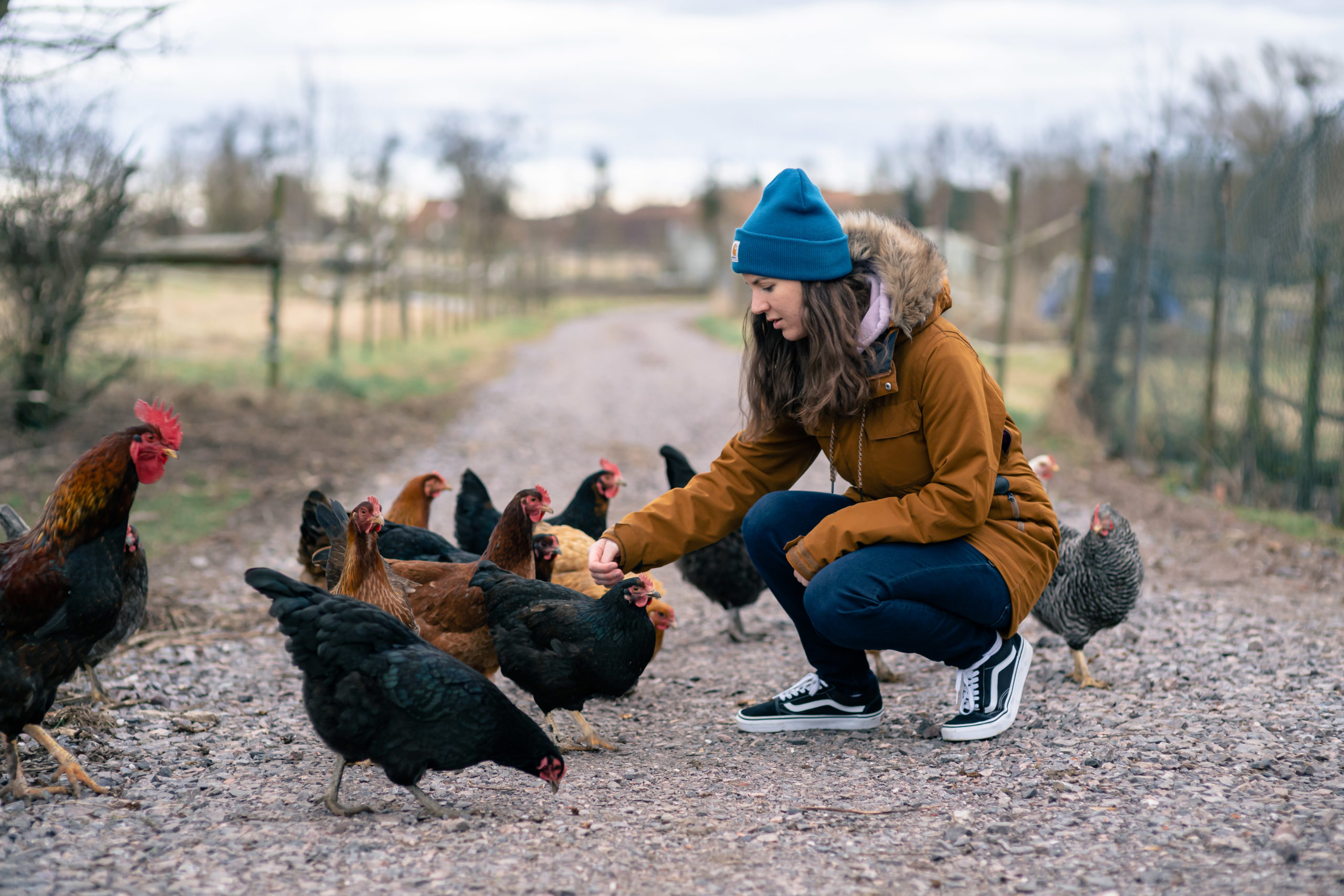 The Chicken-Story 2 Huehner streicheln Angst scaled