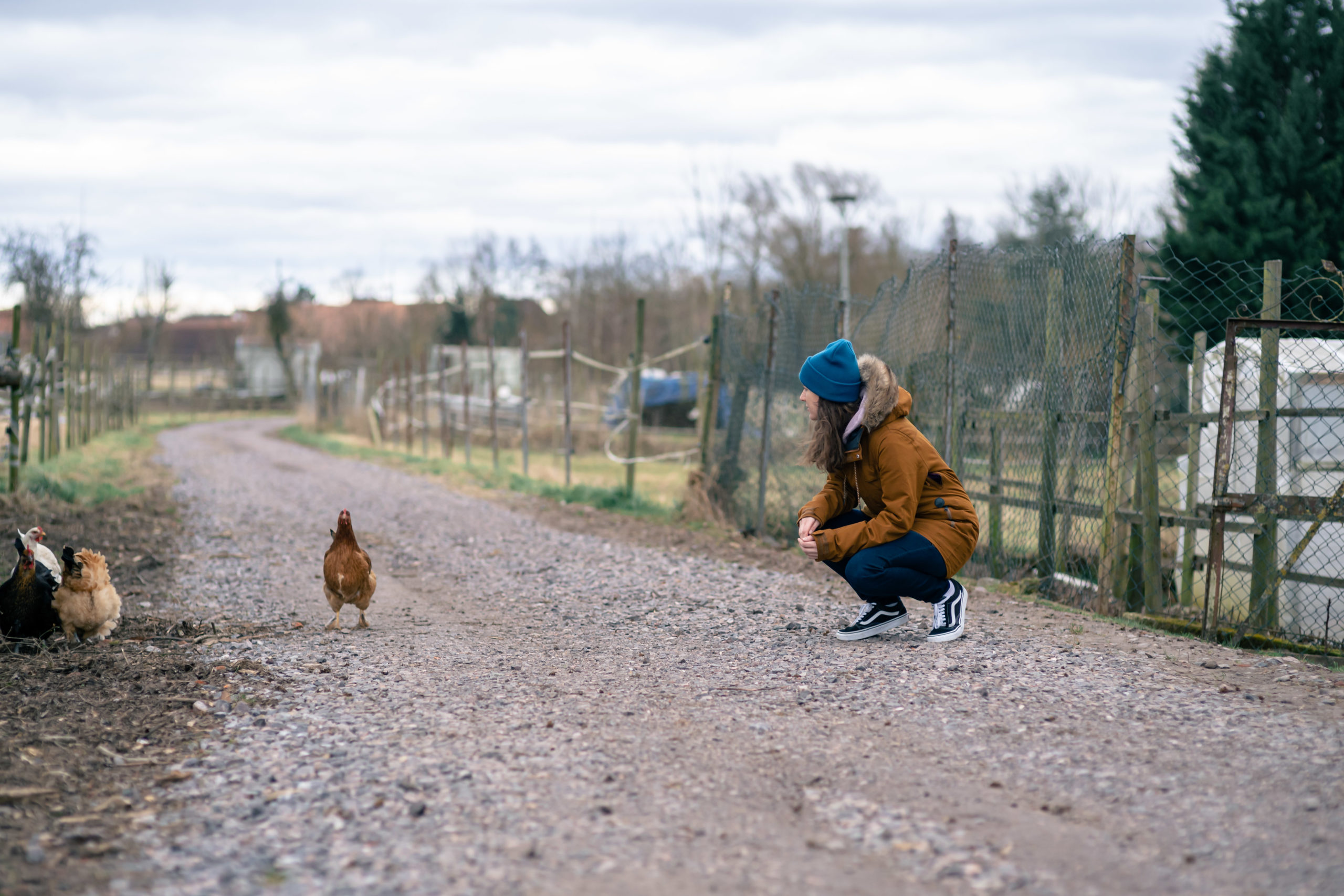 The Chicken-Story 1 Sicherheit Angst Huehner scaled